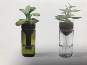 WeinFlasche self watering bottle